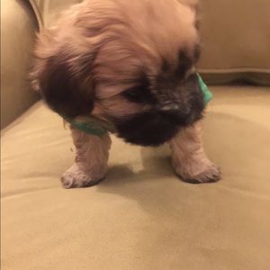 Meet your Posher, Monica